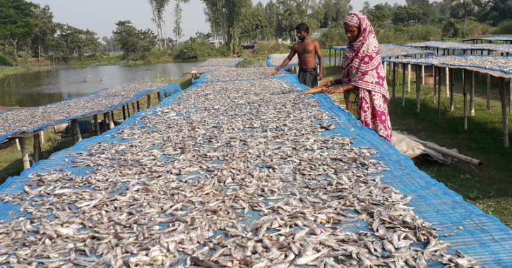 ভরা মৌসুমেও মাছের দেখা নেই, শুঁটকি উৎপাদন বন্ধ ভরা মৌসুমেও মাছের দেখা নেই, শুঁটকি উৎপাদন বন্ধ
