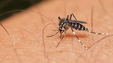 মশা ধরে দিলেই মিলবে পুরস্কার