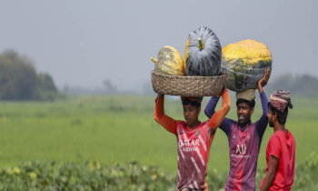 বিলে বিশাল মিষ্টি কুমড়া