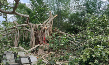‘শিরক’ বলেই কাটা হলো শতবর্ষী বটগাছ