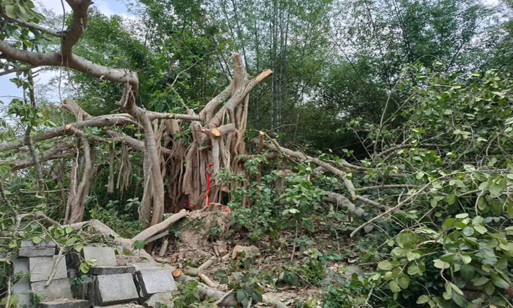 ‘শিরক’ বলেই কাটা হলো শতবর্ষী বটগাছ ‘শিরক’ বলেই কাটা হলো শতবর্ষী বটগাছ